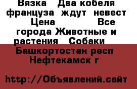  Вязка ! Два кобеля француза ,ждут  невест.. › Цена ­ 11 000 - Все города Животные и растения » Собаки   . Башкортостан респ.,Нефтекамск г.